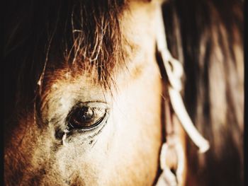 Close-up of horse eye