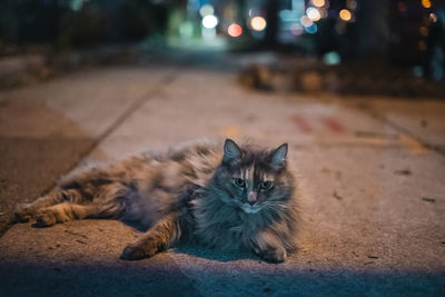 Street cat resting on sidewalk in charles village, baltimore, maryland. 