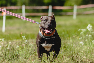 Staffordshire bull terrier running fast and chasing lure across green field at dog racing competion