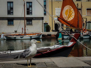 Seagulls perching on a boat in canal