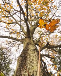 Low angle view of tree against sky