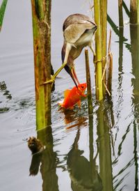 Close-up of duck in lake
