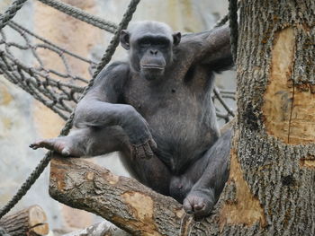 Close-up of monkey sitting on tree