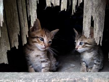 Portrait of black cat sitting on wood