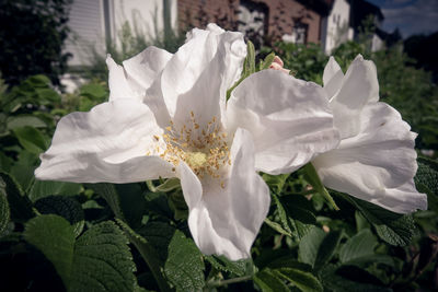 Close-up of white rose