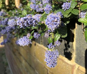 Close-up of purple flowering plants