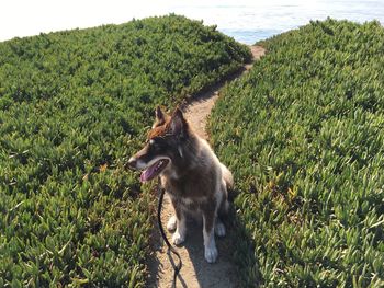 Dog on grass