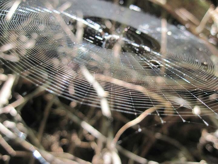 spider web, close-up, complexity, pattern, selective focus, full frame, backgrounds, indoors, focus on foreground, abstract, no people, metal, illuminated, low angle view, fragility, detail, natural pattern, night, spider