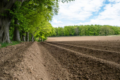 Road amidst trees on field against sky