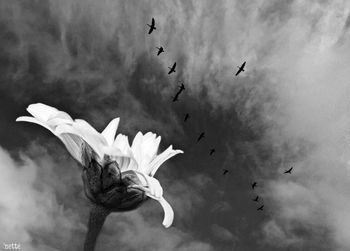 Low angle view of birds flying in sky