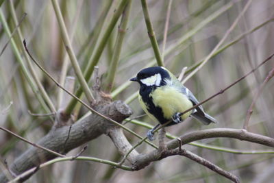 Close-up of bird perching on branch