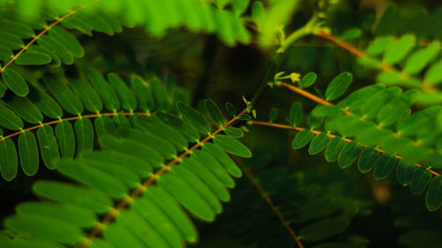 Close-up of green leaves on plant