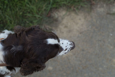 Close-up of dog