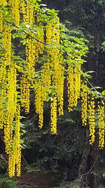 Close-up of yellow flowering plant on tree