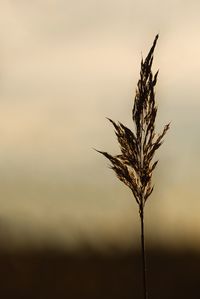 Close-up of stalks against sky at sunset