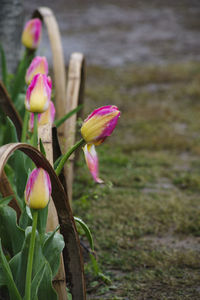 Close-up of pink crocus blooming outdoors