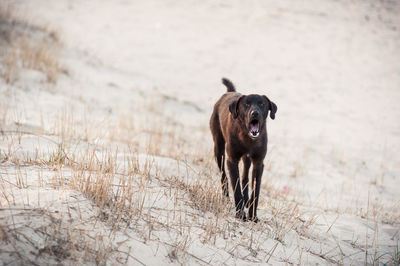 A dog barking on the white sand