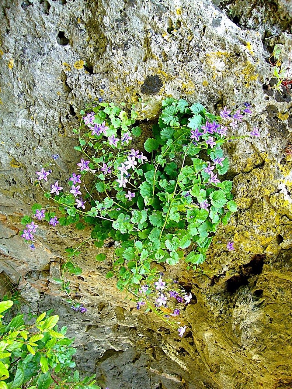 flower, growth, plant, beauty in nature, freshness, nature, fragility, purple, high angle view, blooming, growing, petal, leaf, day, rock - object, tranquility, in bloom, green color, outdoors, no people