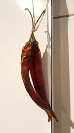 Close-up of wilted flower hanging on wall