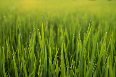 Close-up of grass growing in field