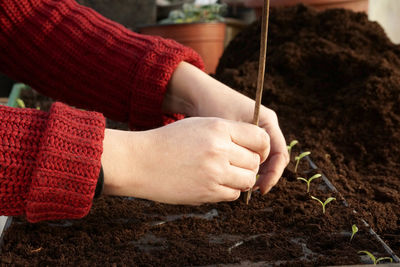 Cropped image of gardener planting seedlings in tray