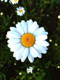 Close-up of white flower blooming outdoors