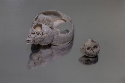High angle view of human skull on table