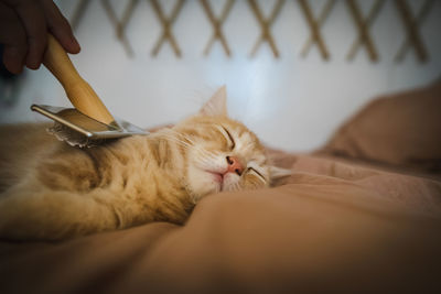 Close-up of cat sitting on bed at home