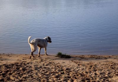 Dog on beach