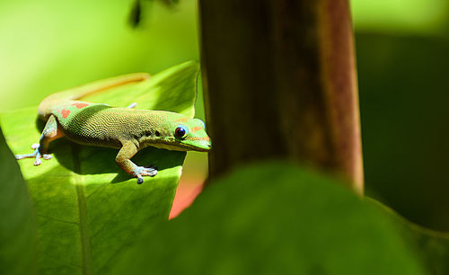 Close-up of a lizard on leaf