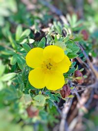 Close-up of yellow flower