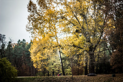 Trees in park during autumn