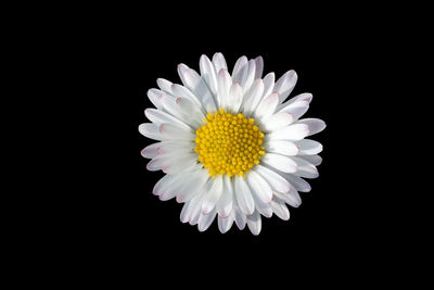 Close-up of white daisy flower