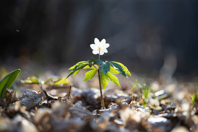 Close-up of small flowering plant on field