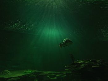 Fish swimming in sea