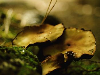 Close-up of leaves