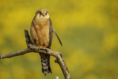 Close-up of owl perching on branch