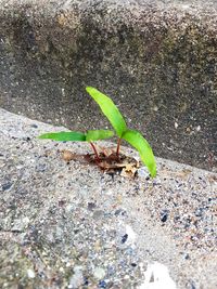 High angle view of plant on field