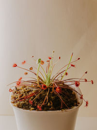 Close-up of potted plant against wall