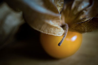 Close-up of orange fruit