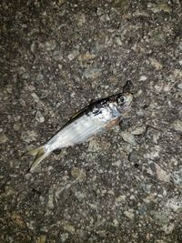 High angle view of fish on rock