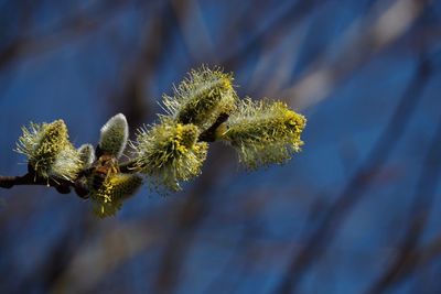 Close-up of flowering plant