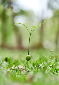 Close-up of plant growing on field