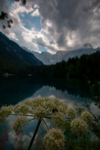 Scenic view of lake by trees against sky