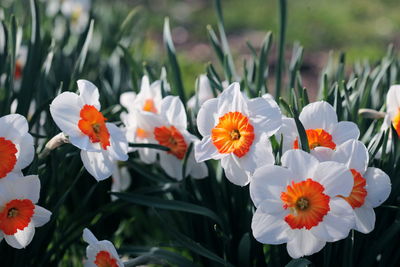 Close-up of orange flowers blooming outdoors