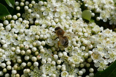 Close-up of insect on white flowering plant