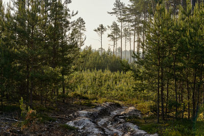 Trees in forest