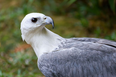 Close-up of bird perching outdoors