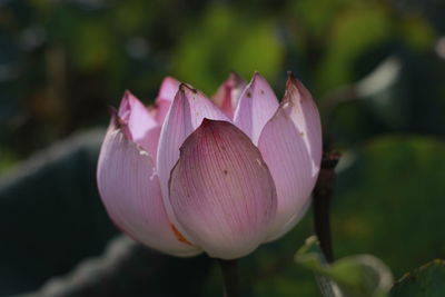 Close-up of pink lotus water lily