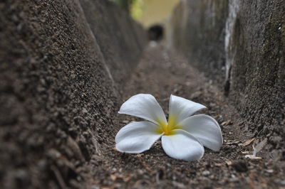 Close-up of white flowering plant
